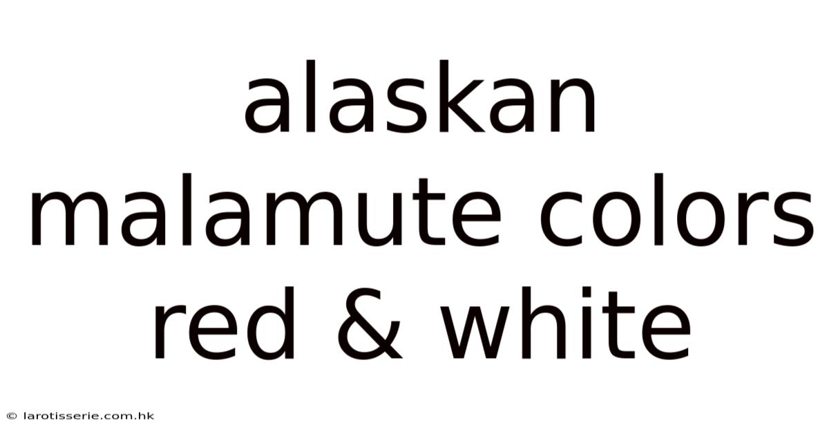 Alaskan Malamute Colors Red & White