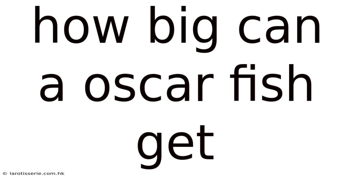 How Big Can A Oscar Fish Get