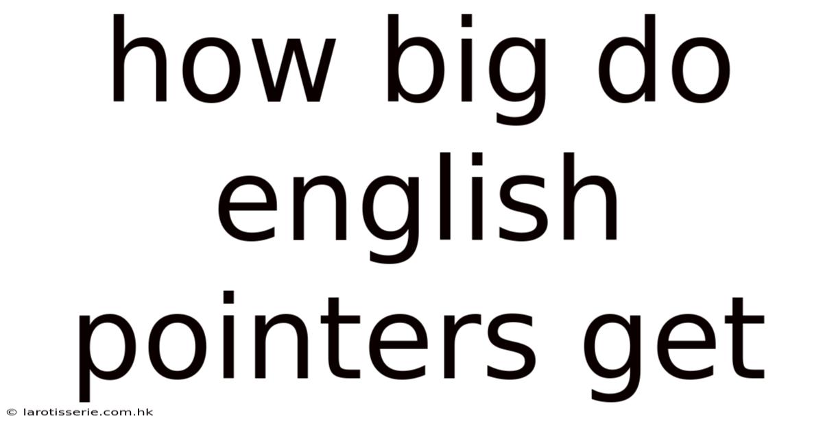 How Big Do English Pointers Get