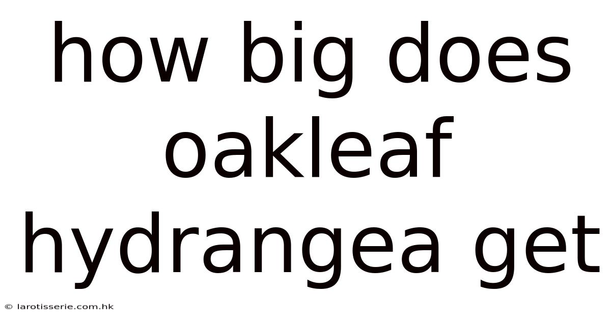 How Big Does Oakleaf Hydrangea Get