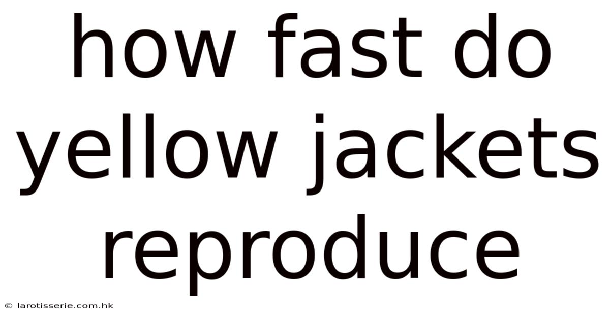 How Fast Do Yellow Jackets Reproduce