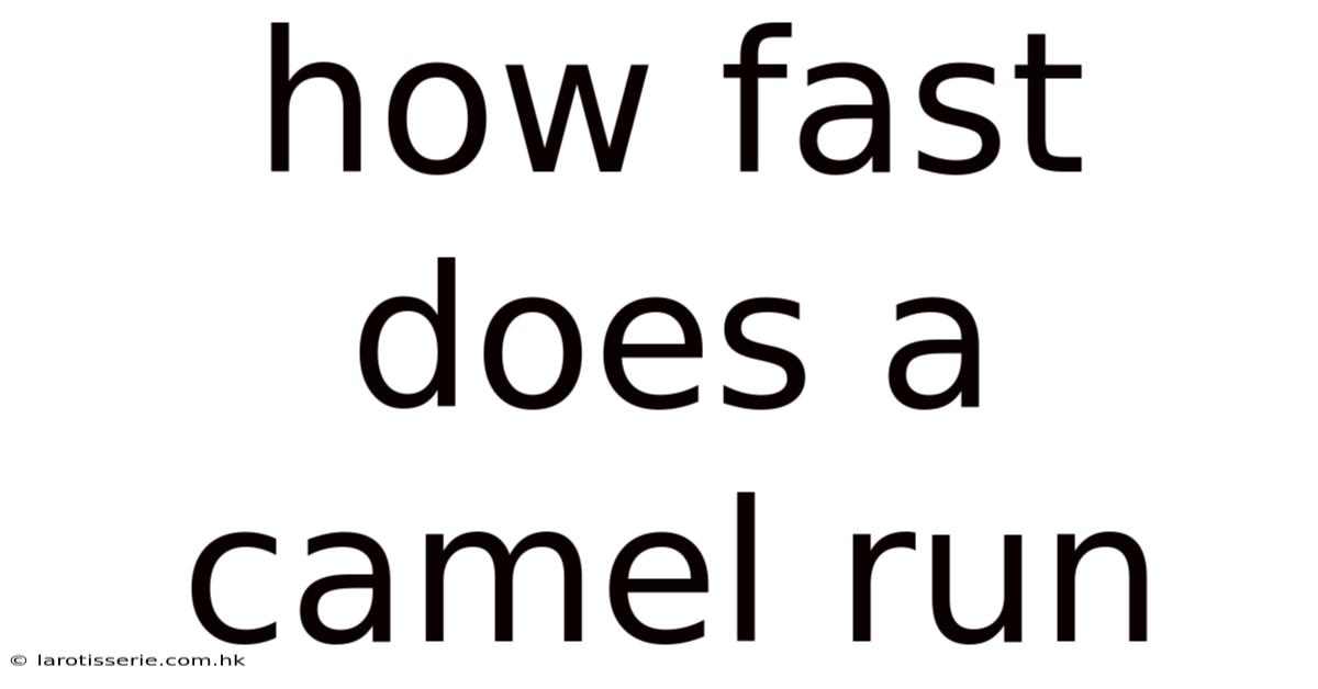How Fast Does A Camel Run