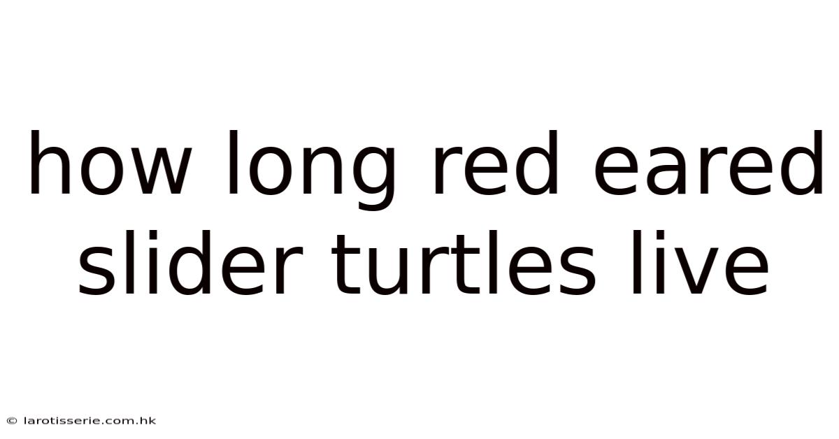How Long Red Eared Slider Turtles Live