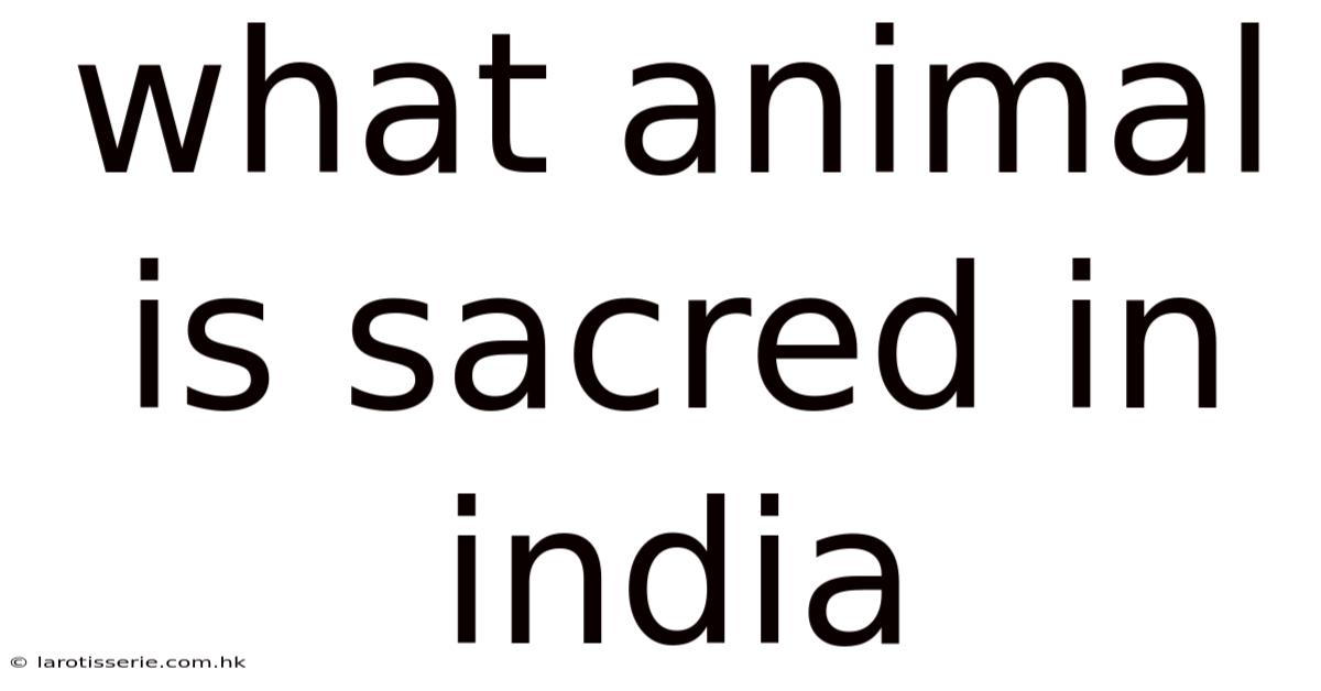 What Animal Is Sacred In India