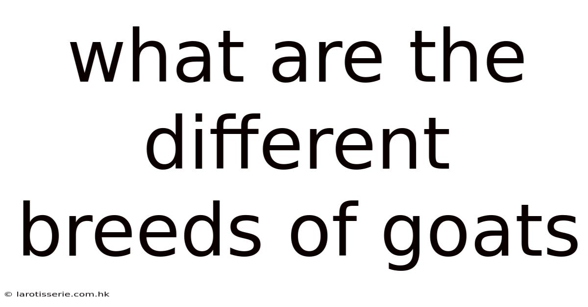 What Are The Different Breeds Of Goats