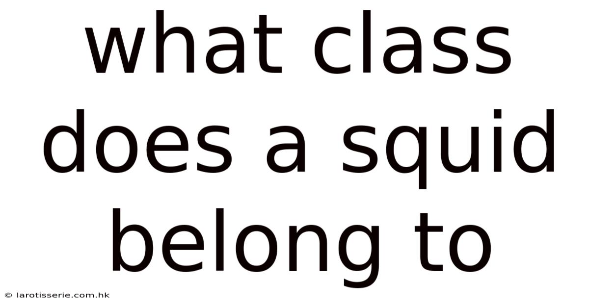 What Class Does A Squid Belong To