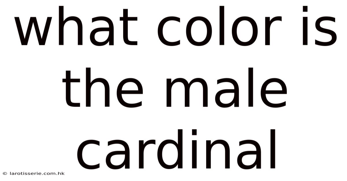What Color Is The Male Cardinal