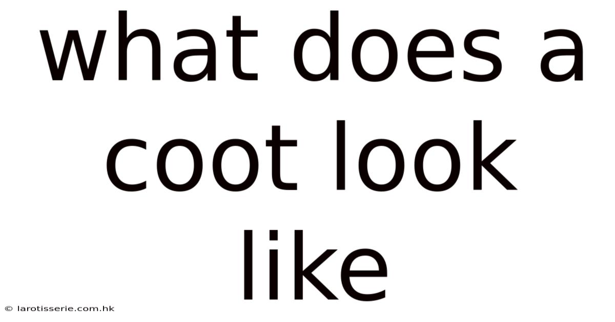 What Does A Coot Look Like