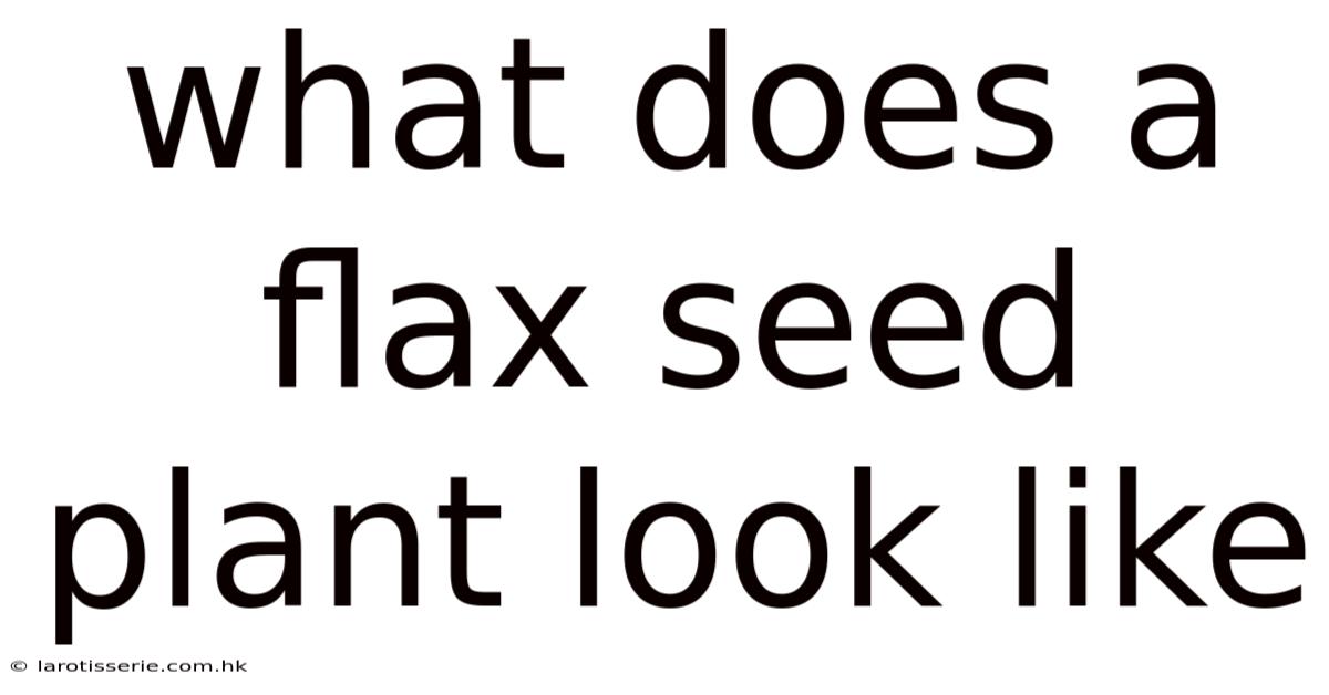 What Does A Flax Seed Plant Look Like