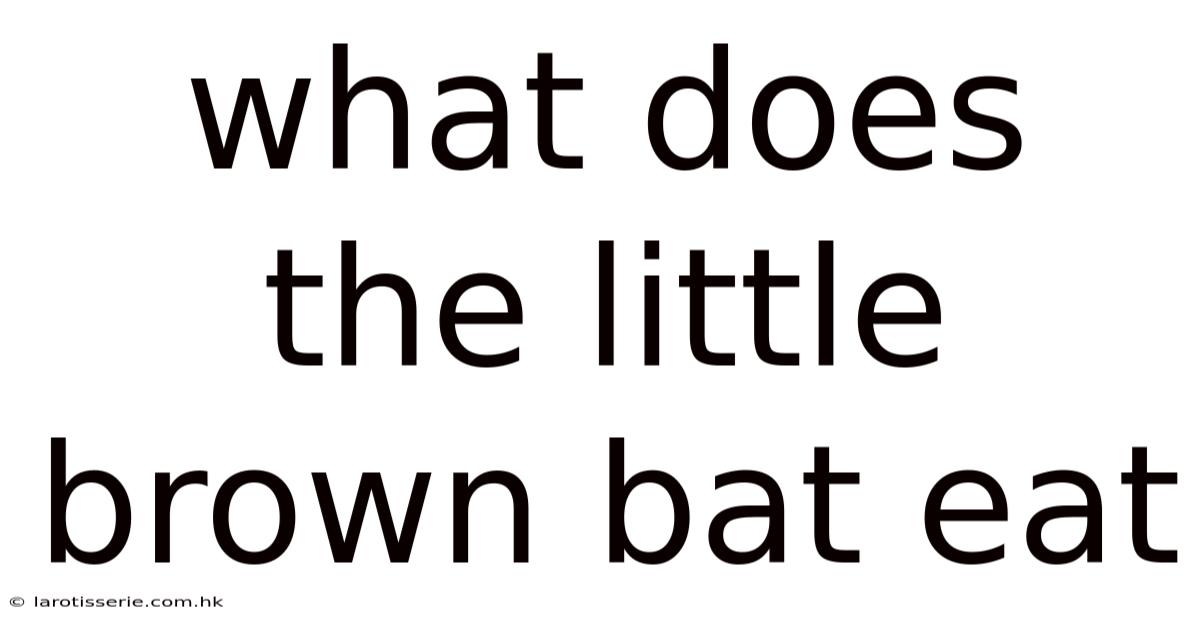What Does The Little Brown Bat Eat