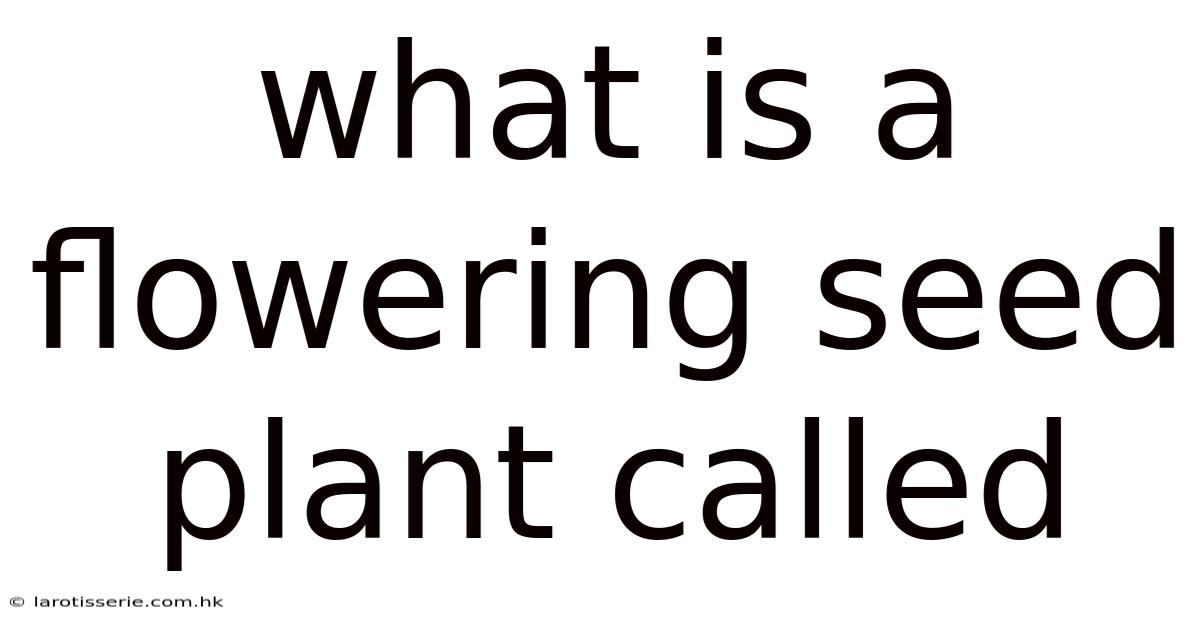 What Is A Flowering Seed Plant Called