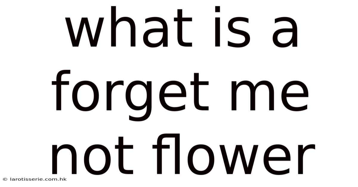 What Is A Forget Me Not Flower