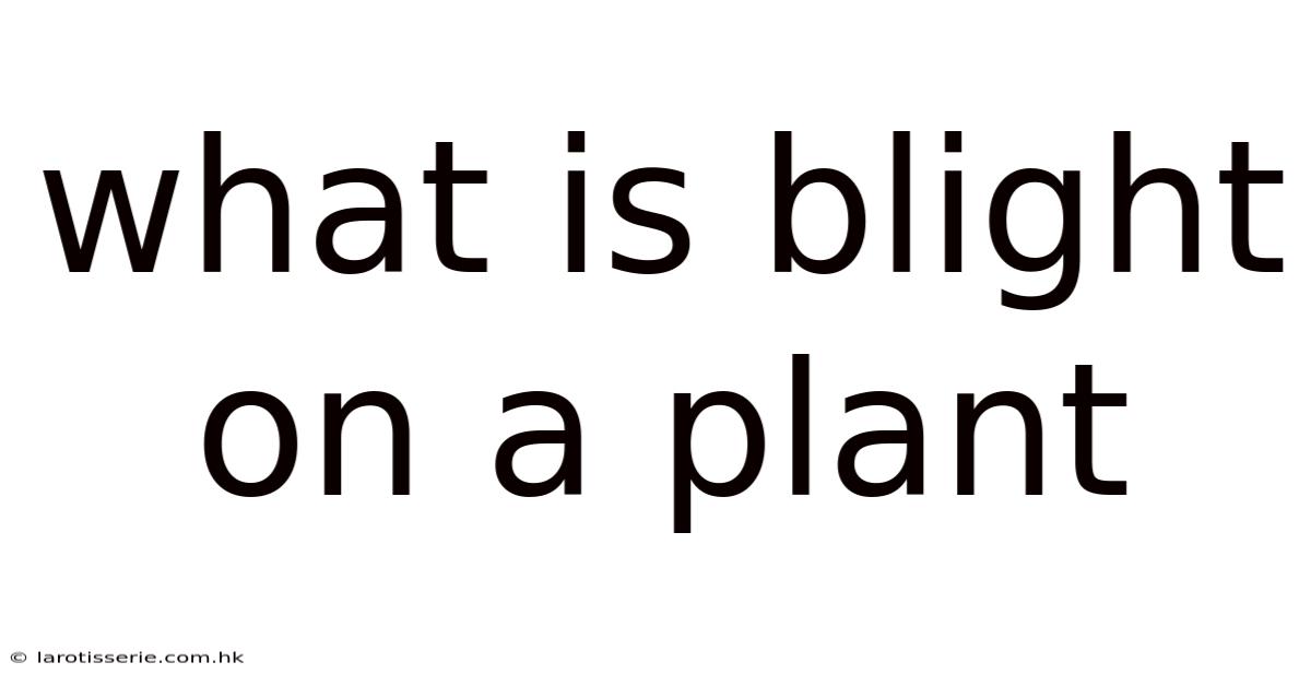 What Is Blight On A Plant