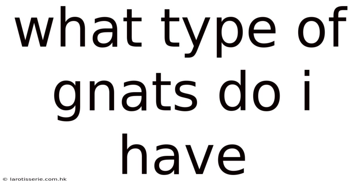What Type Of Gnats Do I Have