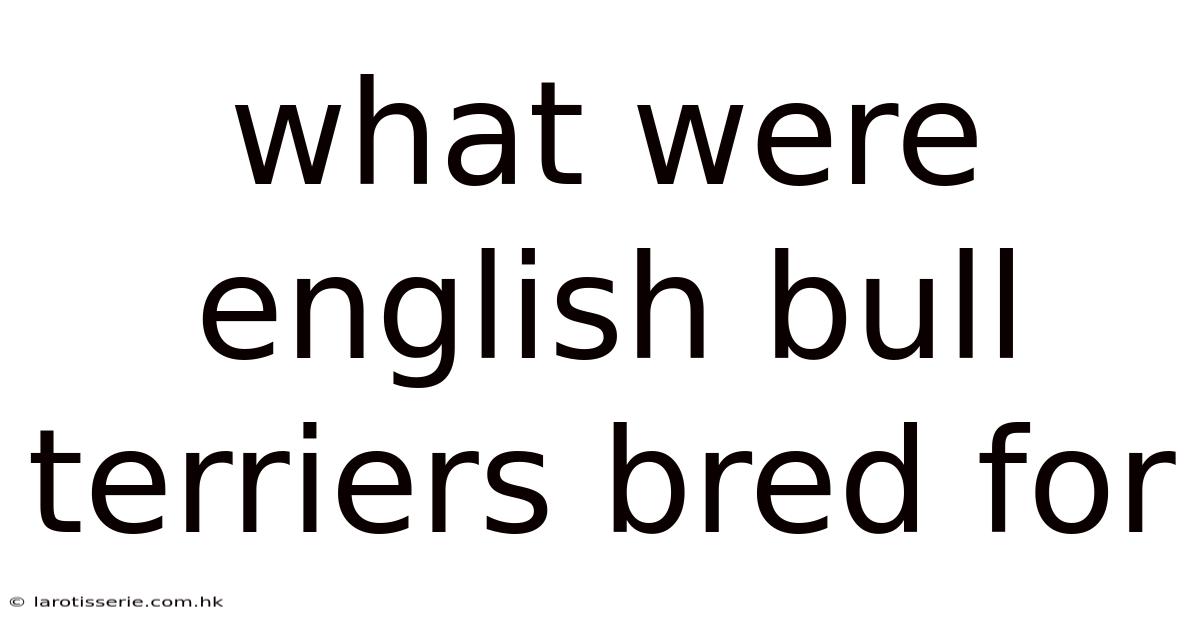 What Were English Bull Terriers Bred For