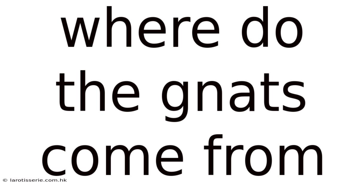 Where Do The Gnats Come From