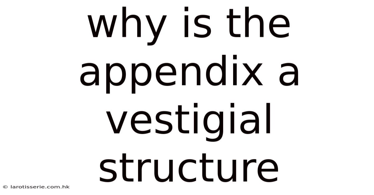 Why Is The Appendix A Vestigial Structure